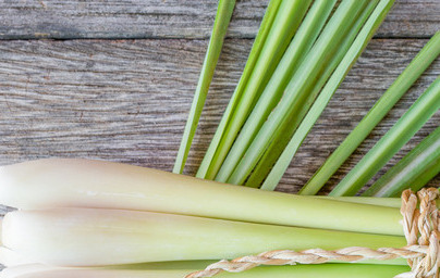 Olje limonske trave (Cymbopogon citratus)